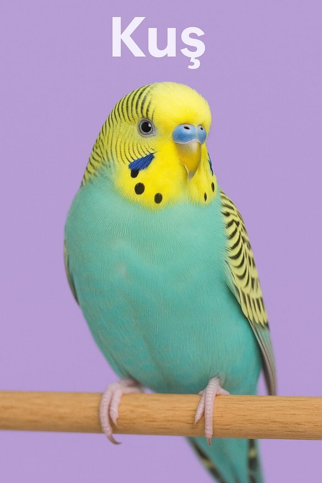 Kuş Kafesleri ve Ayaklar